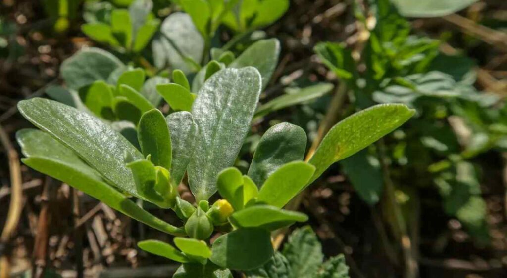 Portulaca, comune pianta mediterranea